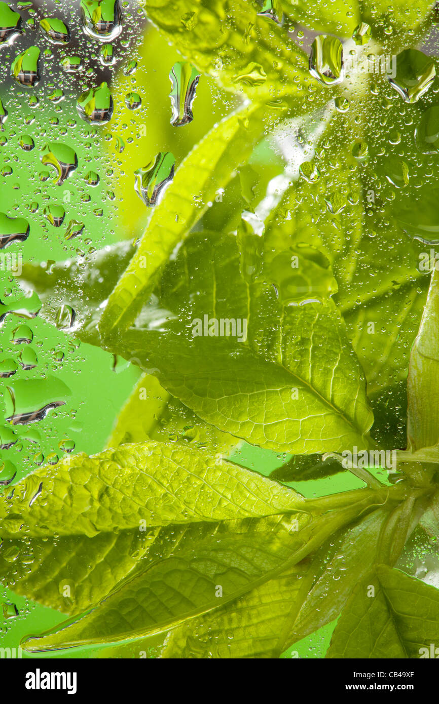 L'analyse macro d'une feuilles et gouttes d'eau après la pluie derrière la fenêtre en verre Banque D'Images
