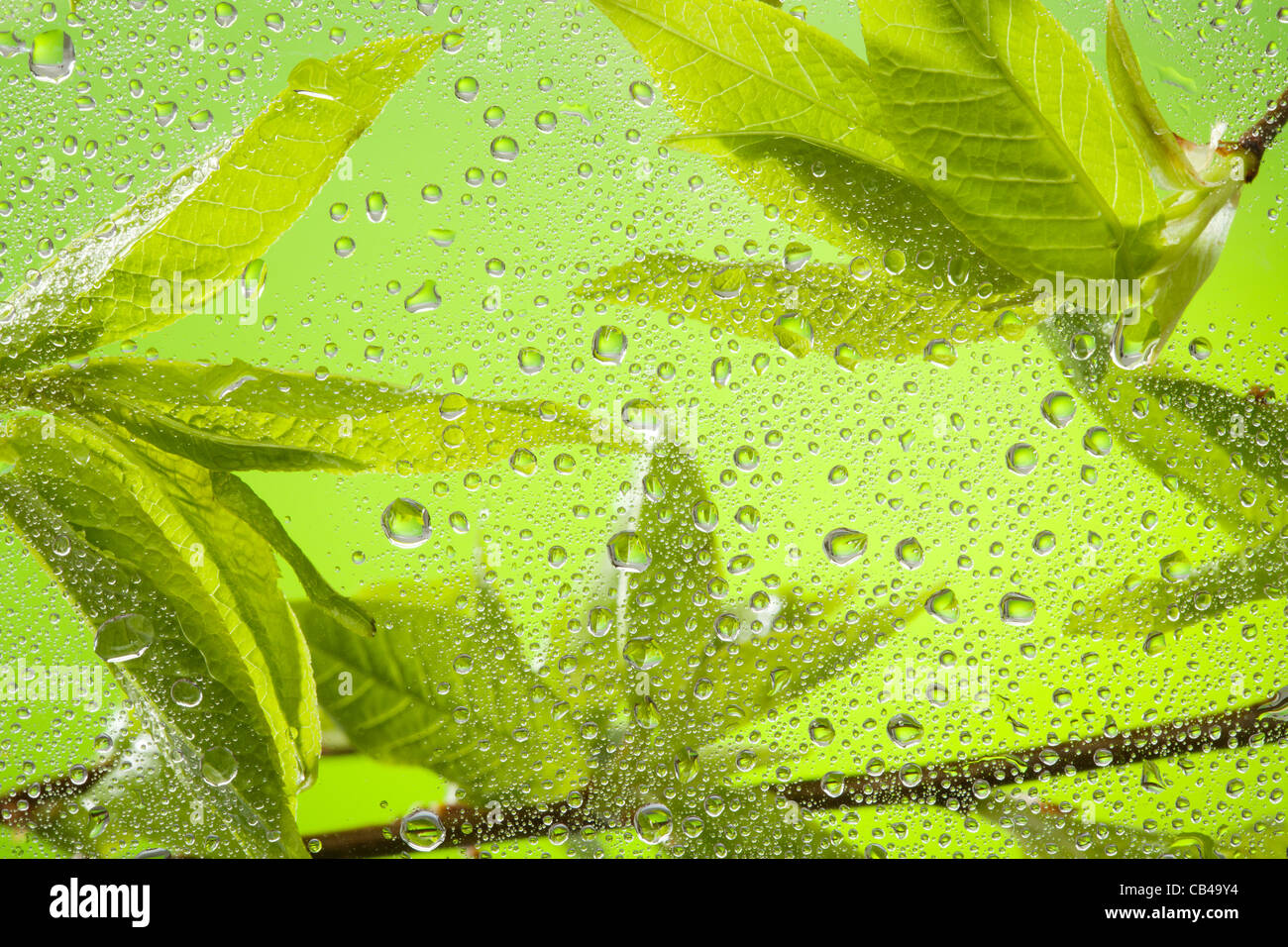 Close-up de rameau avec des feuilles après la pluie derrière la fenêtre en verre avec de l'eau gouttes Banque D'Images