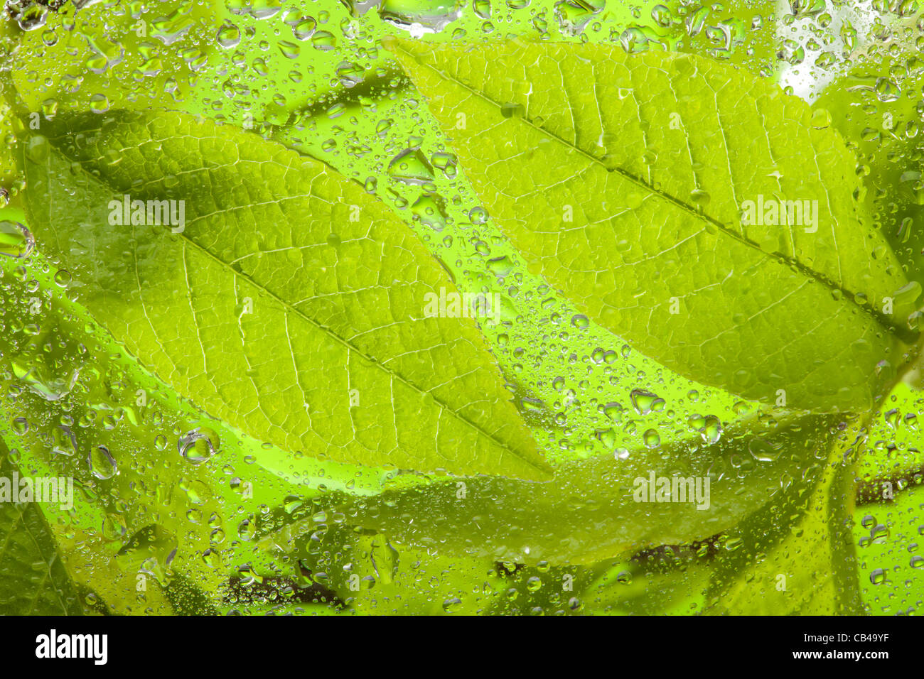 Close-up de plusieurs feuilles humides derrière la vitre Banque D'Images