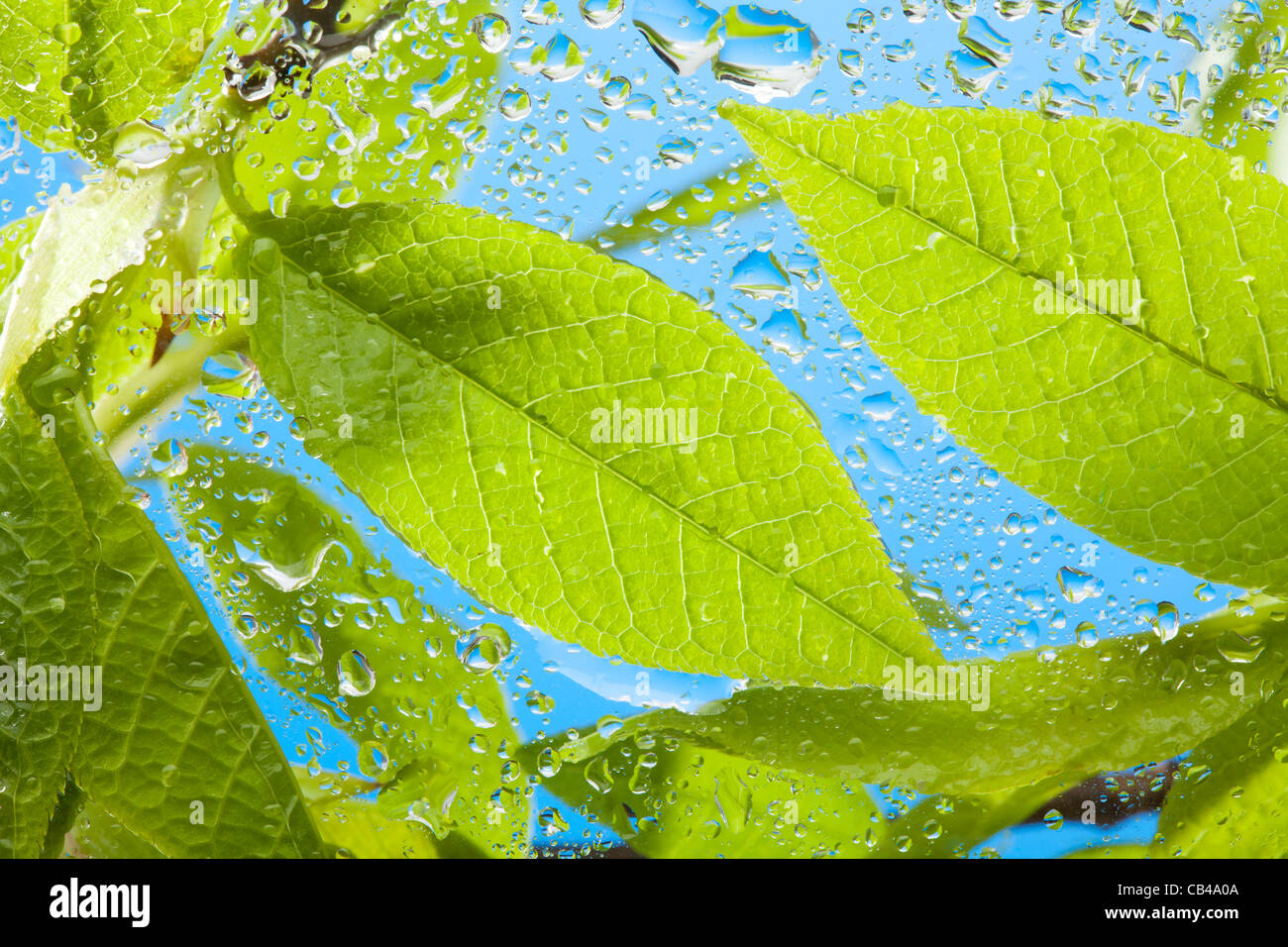 Close-up de la feuilles humides derrière la vitre avec ciel en arrière-plan Banque D'Images