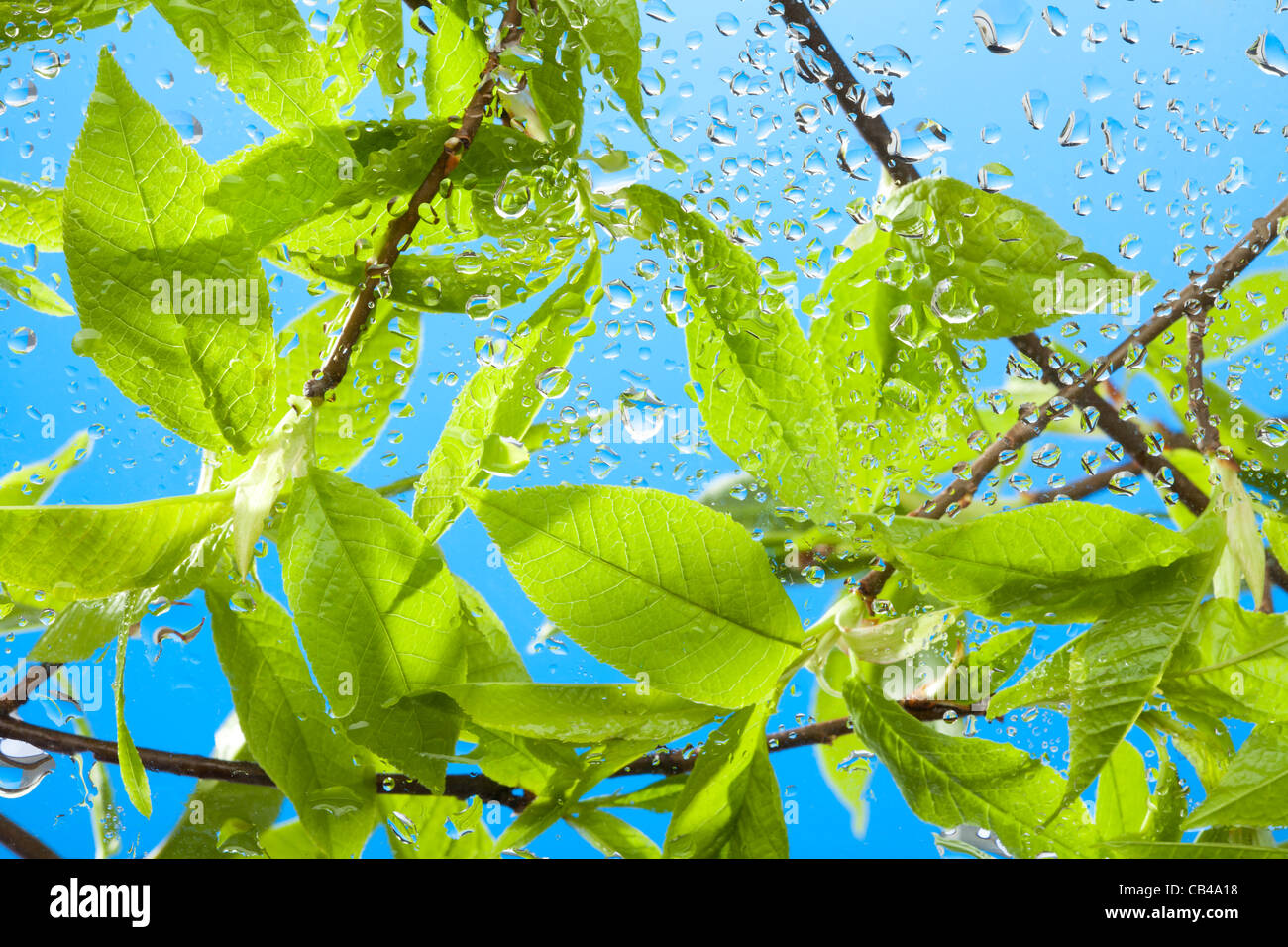 Branche avec feuilles de source fraîche après la pluie derrière la vitre avec ciel en arrière-plan Banque D'Images