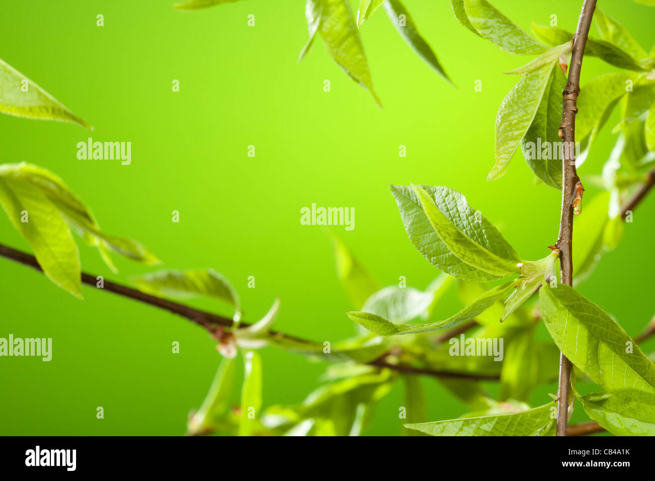 Feuillage d'été frais avec des feuilles sur fond vert. Banque D'Images