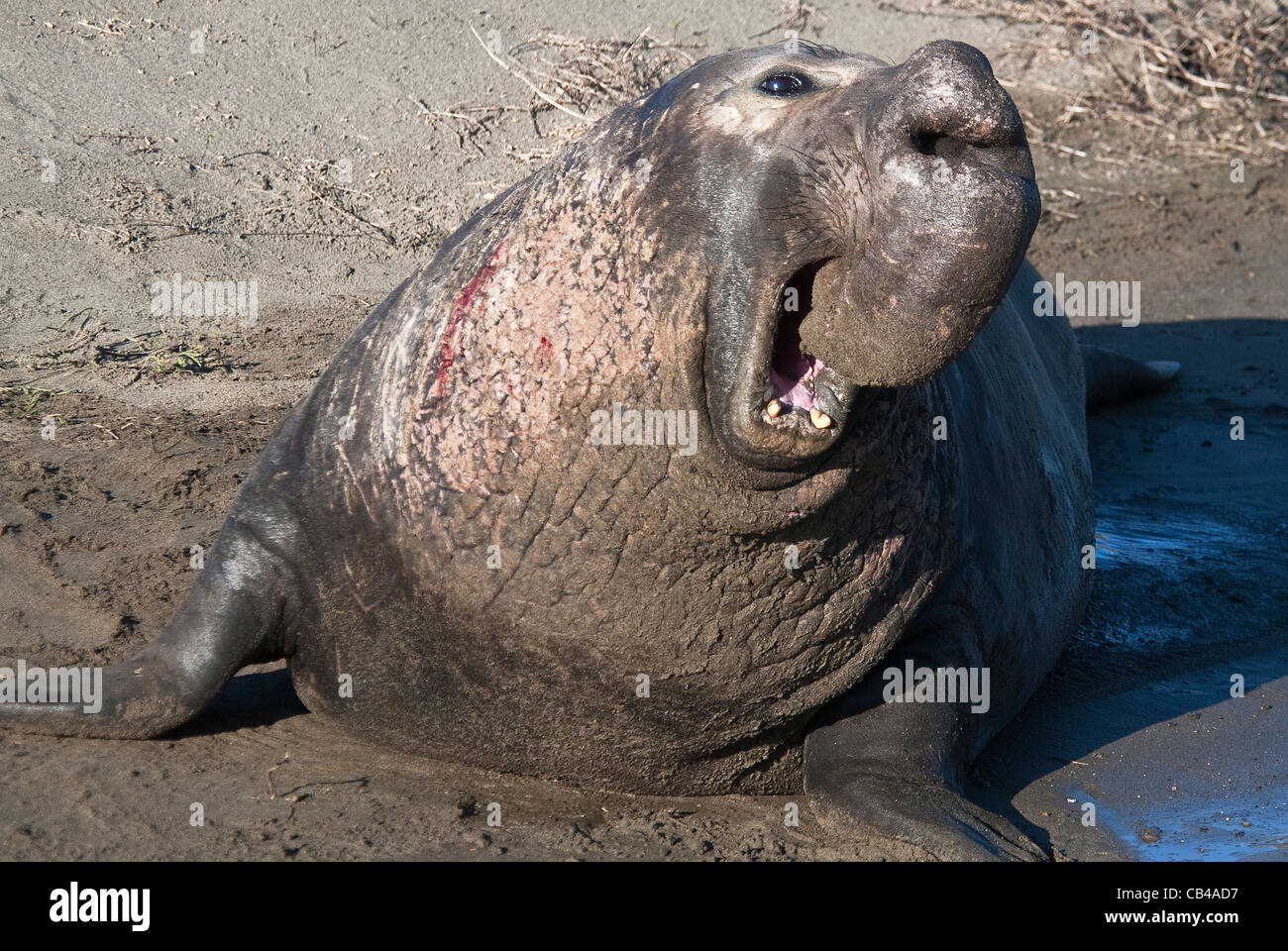 Léphant Mirounga angustirostris bull California USA Piedras Blancas Banque D'Images