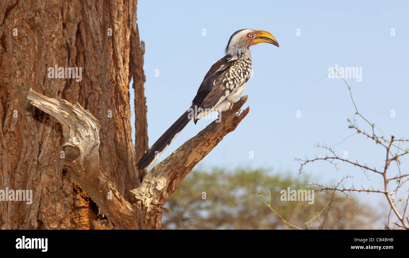 A Southern Yellow-Billed Hornbill dans le Parc National Kruger, Afrique du Sud. Banque D'Images