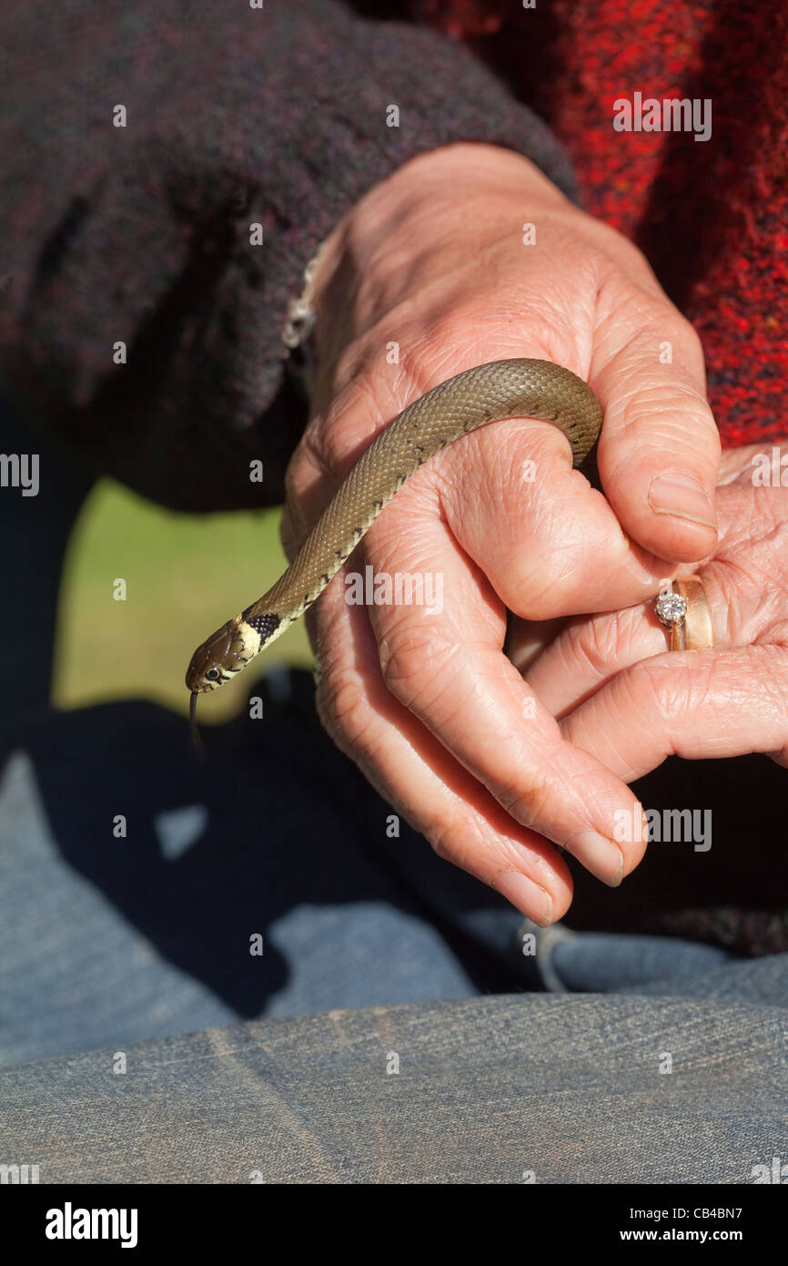 Couleuvre à collier (Natrix natrix). Deuxième année la tenue de mains humaines. Le Norfolk. Avril. Banque D'Images