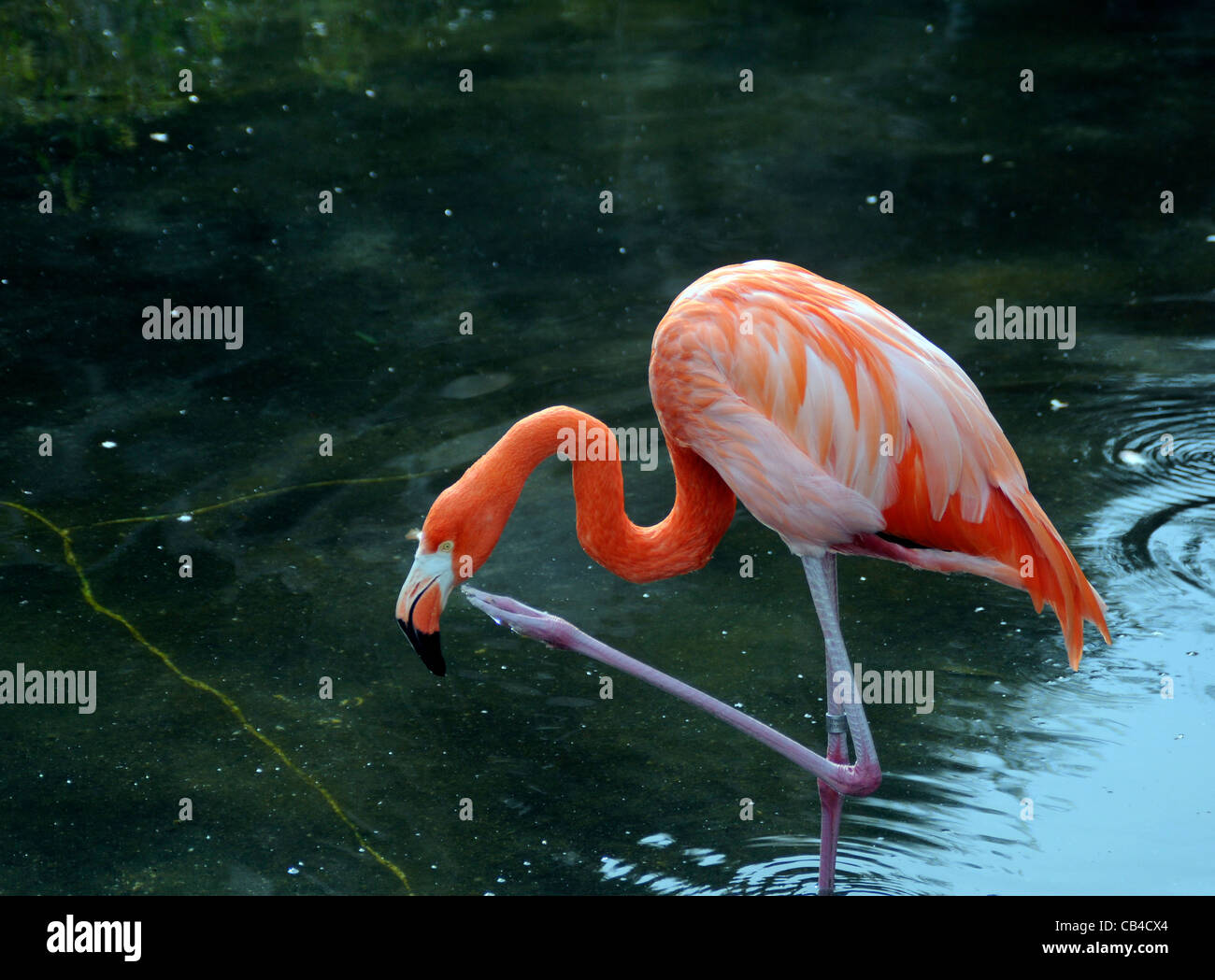 American Flamingo rayer Banque D'Images