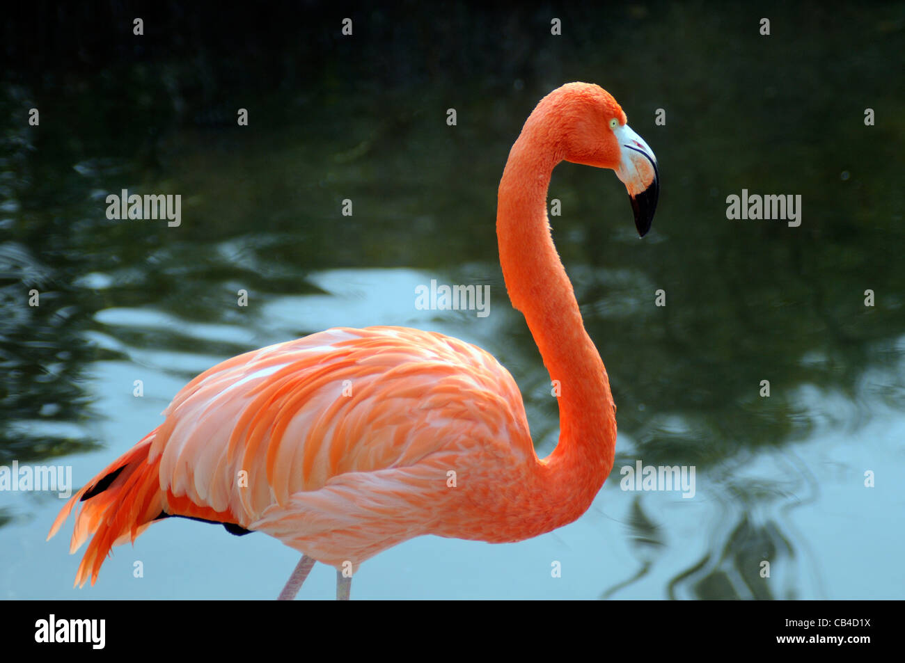 American Flamingo dans l'eau Banque D'Images