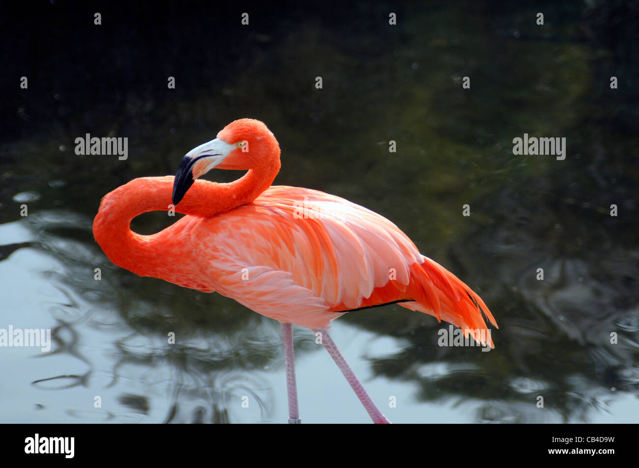 American Flamingo dans l'eau Banque D'Images