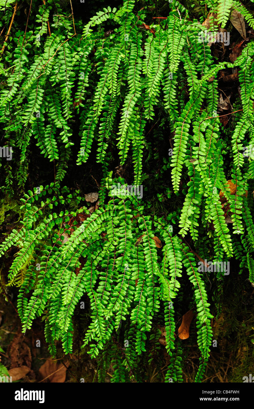 Maidenhair Spleenwort (Asplenium trichomanes) Banque D'Images