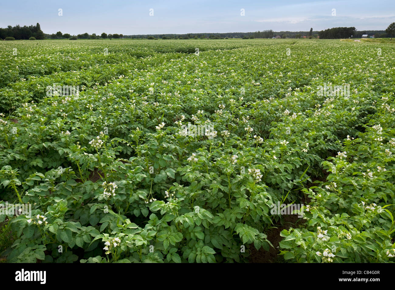 Champ de pommes de terre la floraison en été, Belgique Banque D'Images