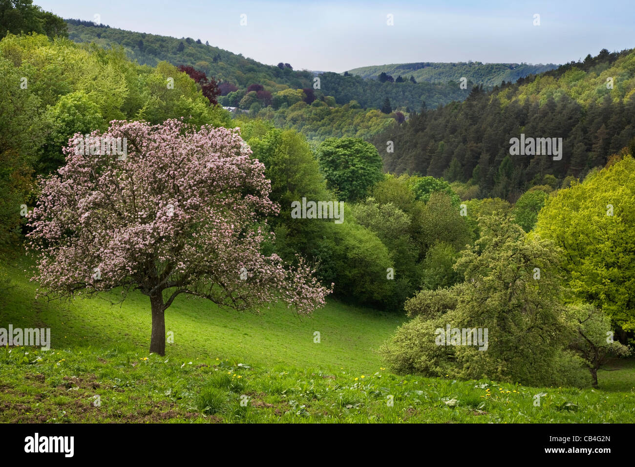 Pommier qui fleurit dans un paysage vallonné, Pepinster, Ardennes, Belgique Banque D'Images