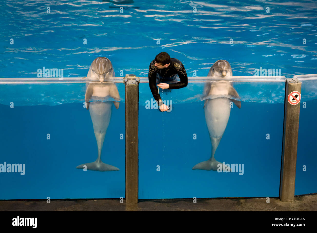 Dolphin trainer avec les dauphins lors de spectacle au Delphinarium de Boudewijn Seapark près de Bruges, Belgique Banque D'Images