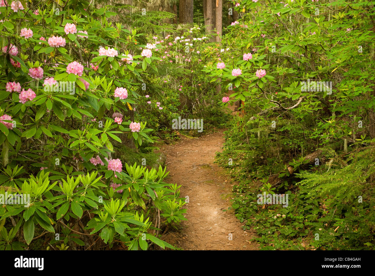 WASHINGTON - Les rhododendrons fleurir le long de la montagne de Sion en sentier Olympic National Forest. Banque D'Images