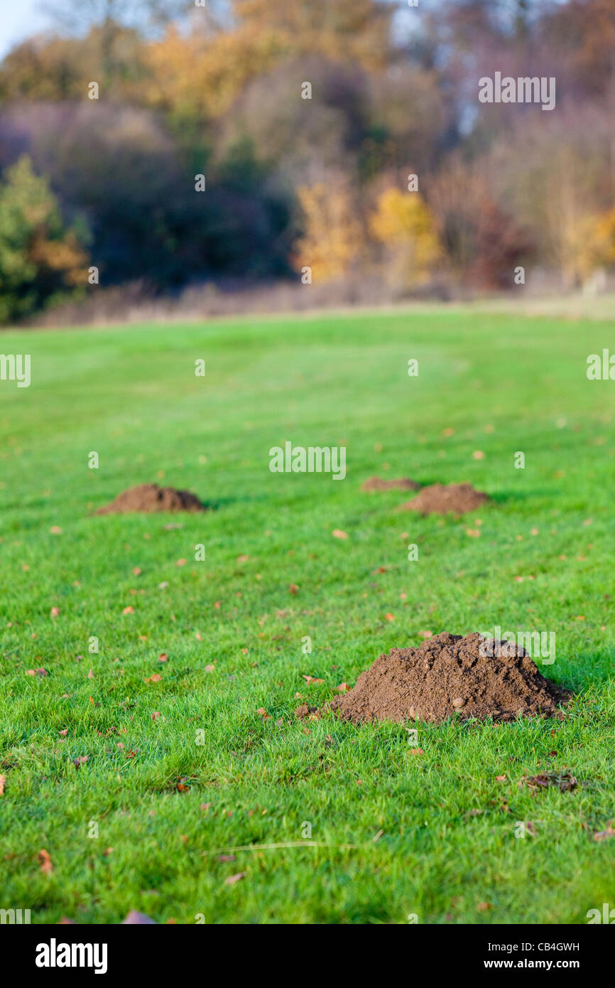 Sorcières ou des monticules de terre poussé jusqu'à la surface par une taupe Talpa europaea fouisseurs, Kent, Royaume-Uni, l'automne. Banque D'Images