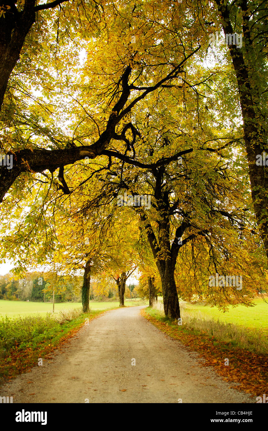 Rue bordée de beaux arbres d'érable au début de l'automne Banque D'Images