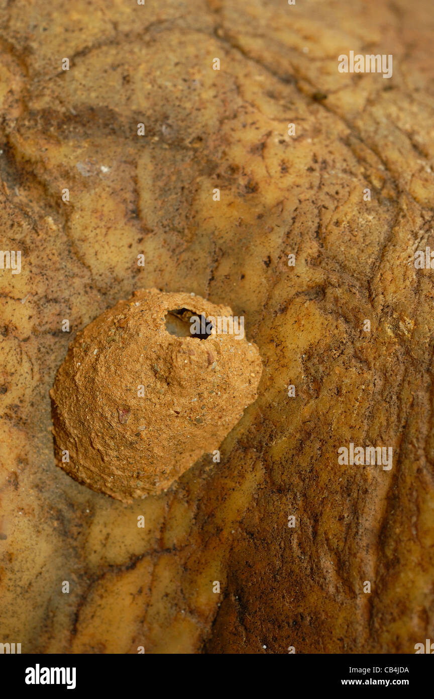 Un nid de guêpe potter. Banque D'Images