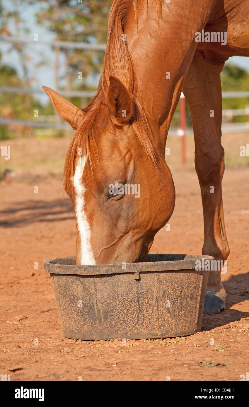 Cheval marron avec un flamboiement de manger son dîner dans un convoyeur en caoutchouc noir Banque D'Images