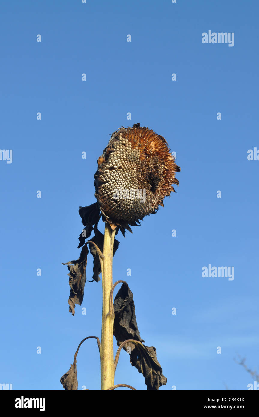 Automne tournesol morte Banque D'Images