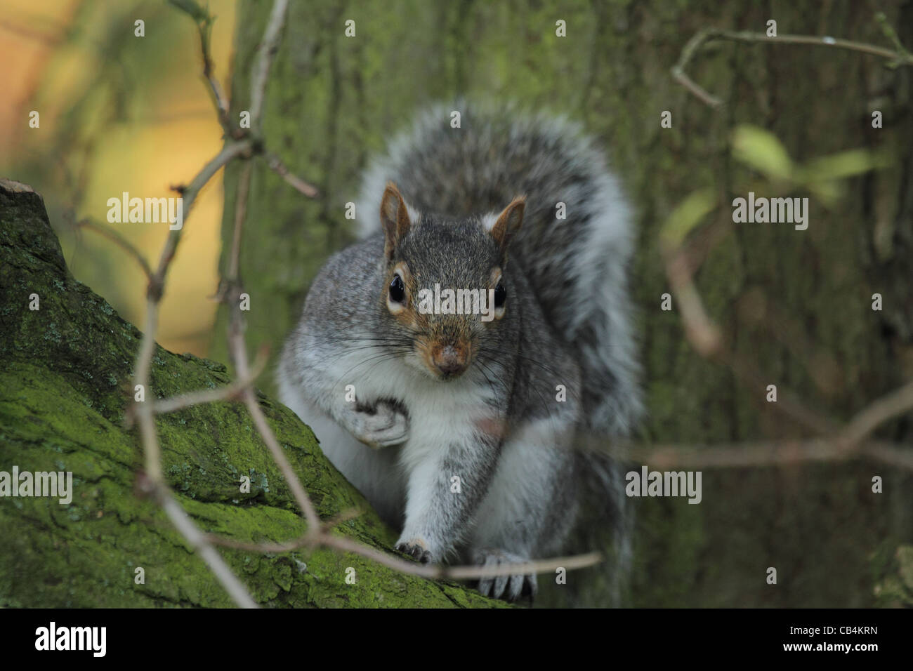 L'écureuil gris de l'arbre en face avant Banque D'Images