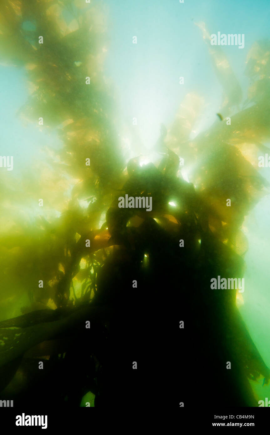 Sous-vue de varech, Sitka, Alaska Banque D'Images