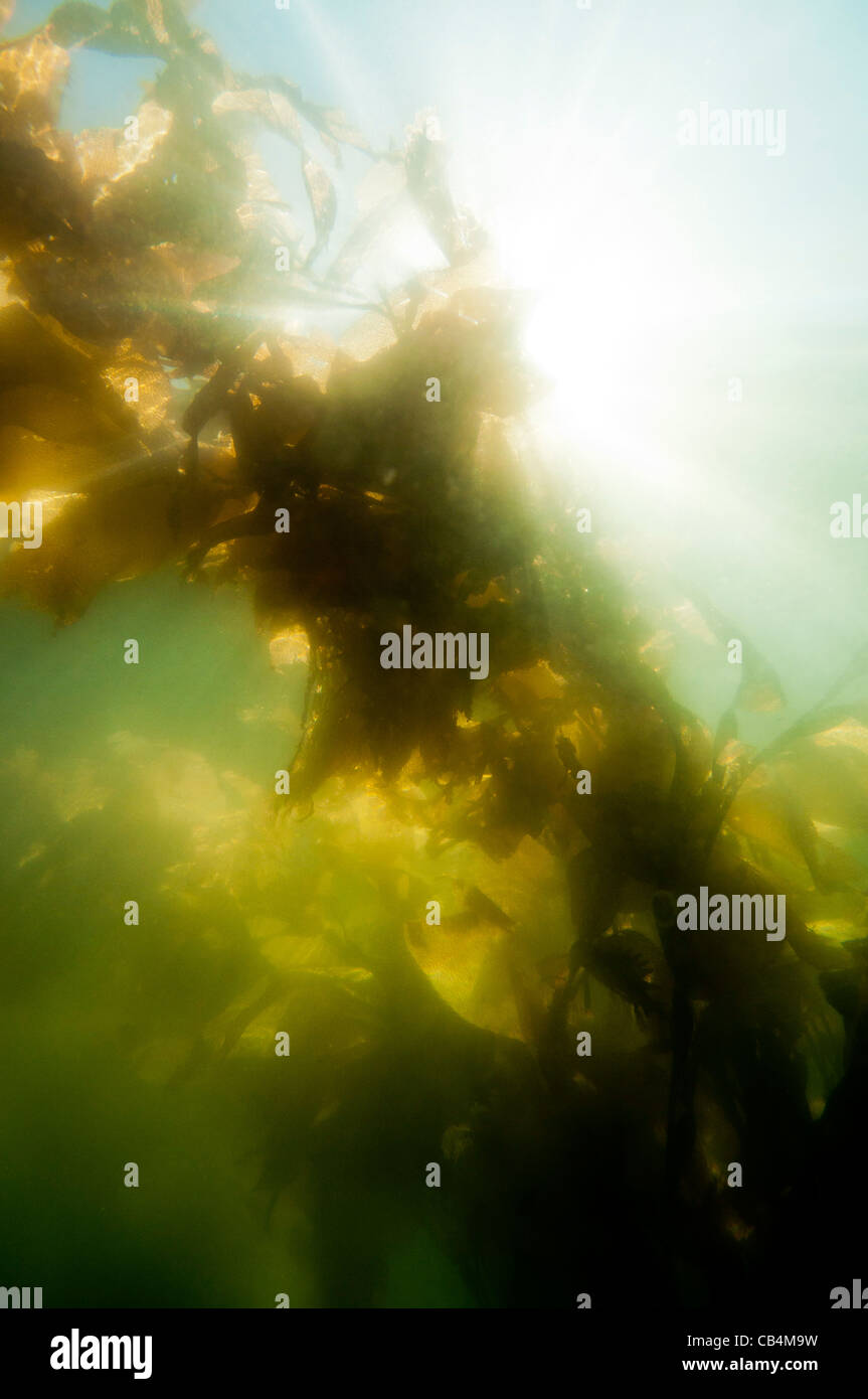 Sous-vue de varech, Sitka, Alaska Banque D'Images