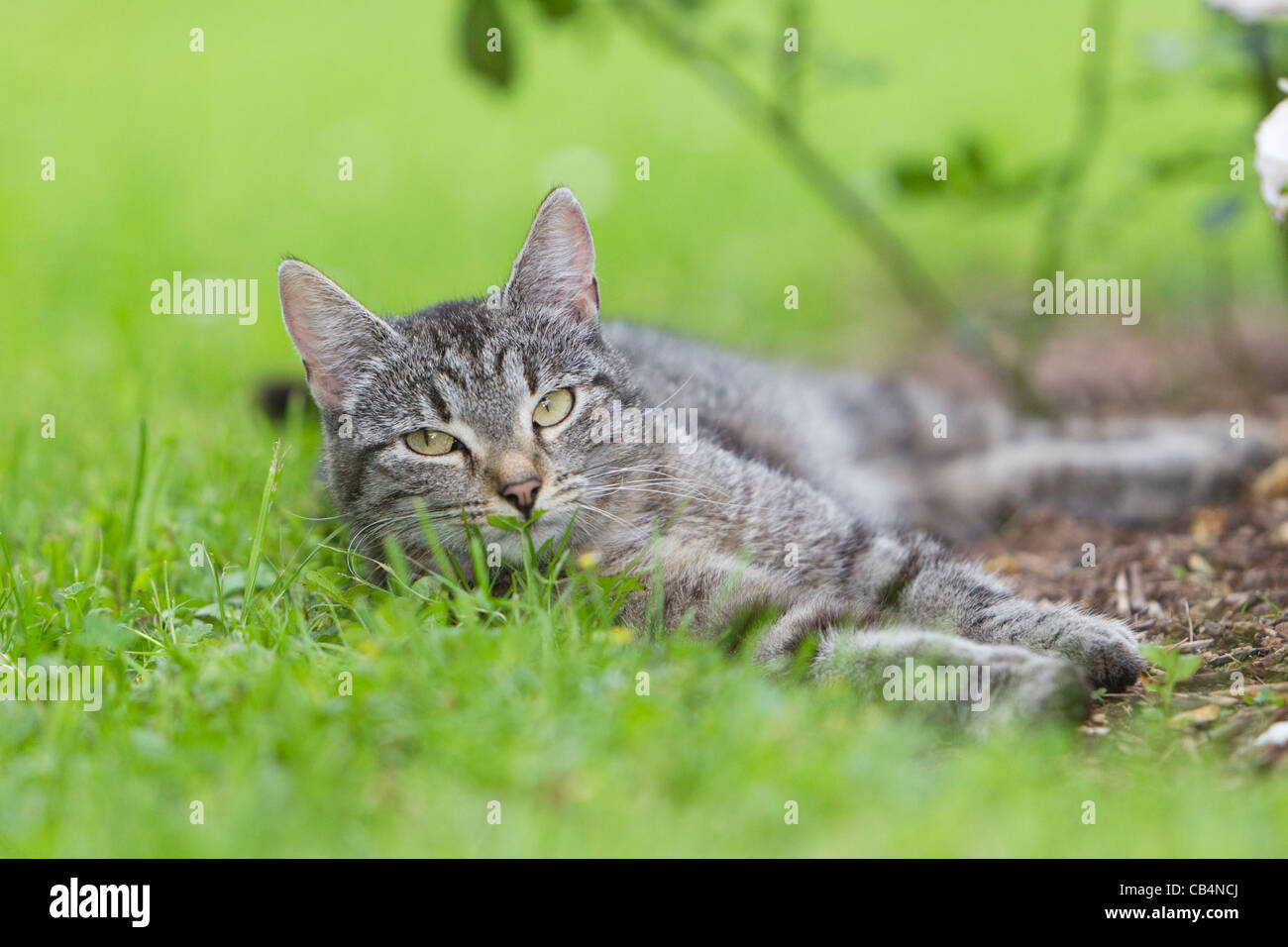Chat, reposant sur la pelouse au jardin, Basse-Saxe, Allemagne Banque D'Images