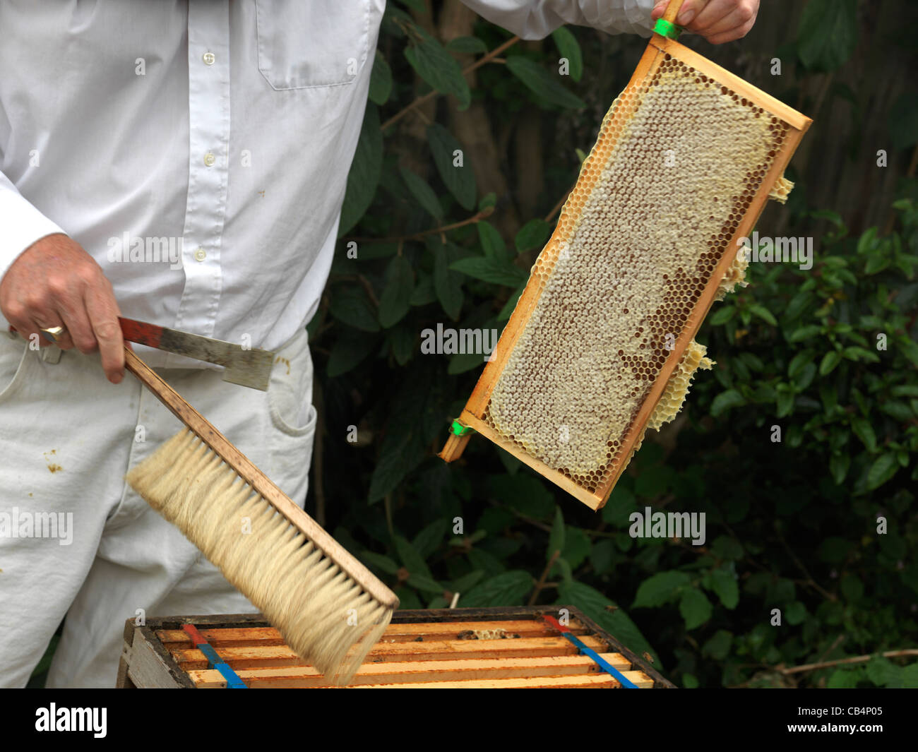 La récolte du miel de ruche, l'Apiculteur avec brosse d'abeilles et du miel plein cadre scellé Banque D'Images
