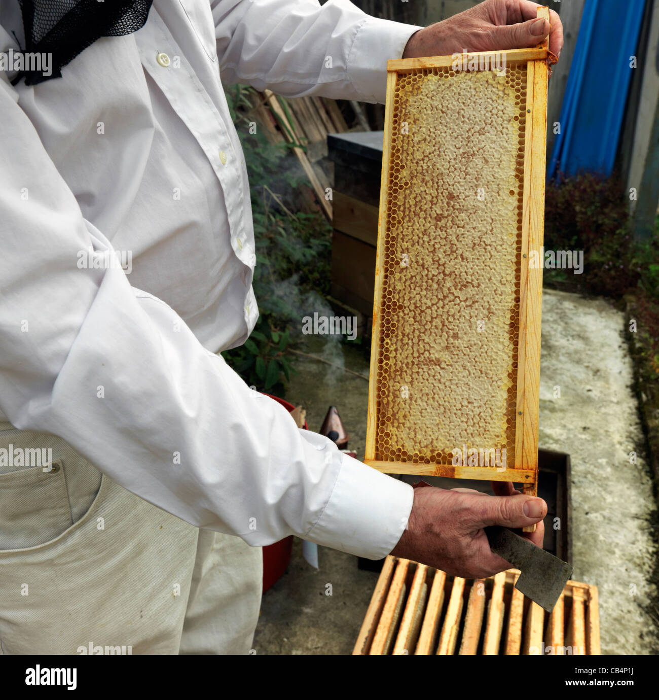 Apiculteur avec plein de rayons à miel à partir de la ruche Banque D'Images