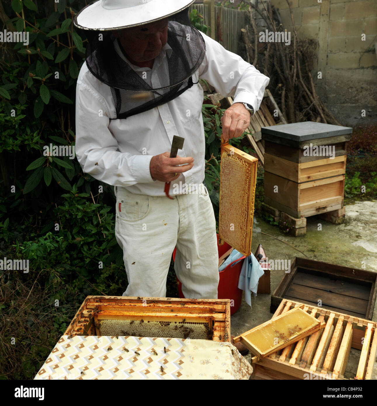 Apiculteur dépose plein cadre de la ruche, la récolte du miel Banque D'Images