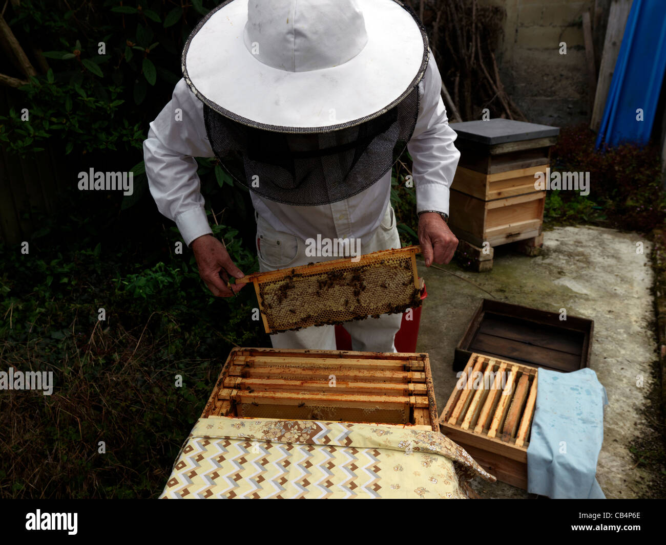 Apiculteur Suppression de cadres de ruche la récolte du miel de ruche Banque D'Images