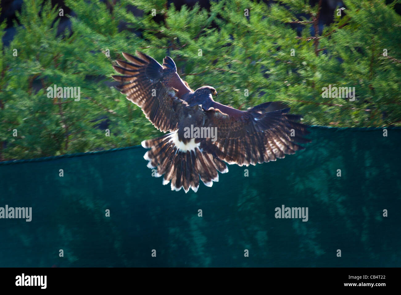 Hawk en vol parapente ailes Banque D'Images