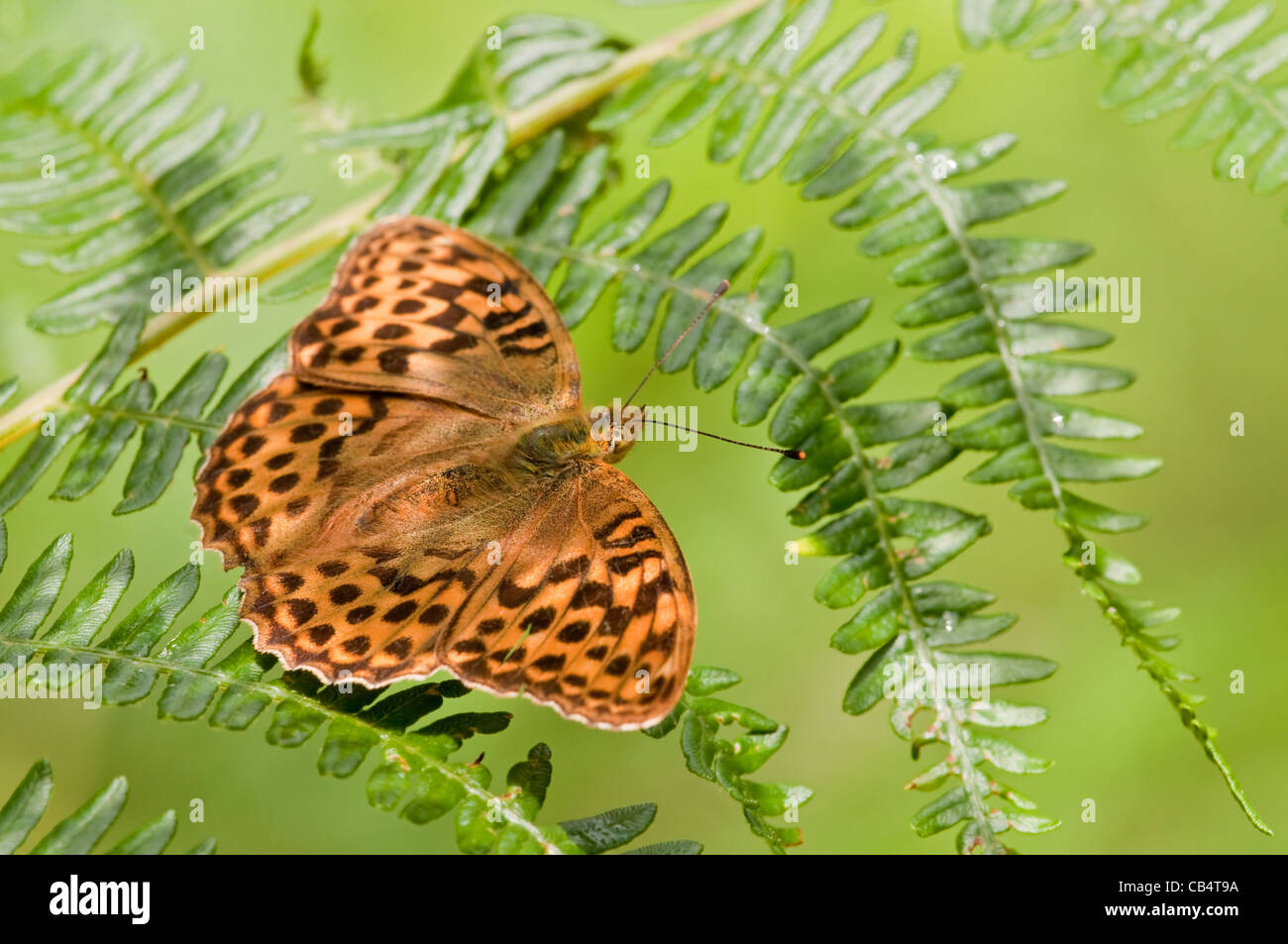 Silver-lavé Fritillary Banque D'Images