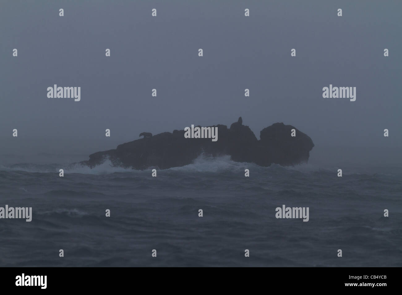 La faune sauvage nature animaux galapagos fermer frais à l'extérieur protégé du soleil Environnement isolé de disparition du soleil Réserve de parc Banque D'Images