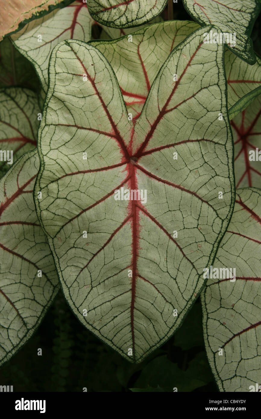 Caladium feuille avec nervures vert et rouge Banque D'Images