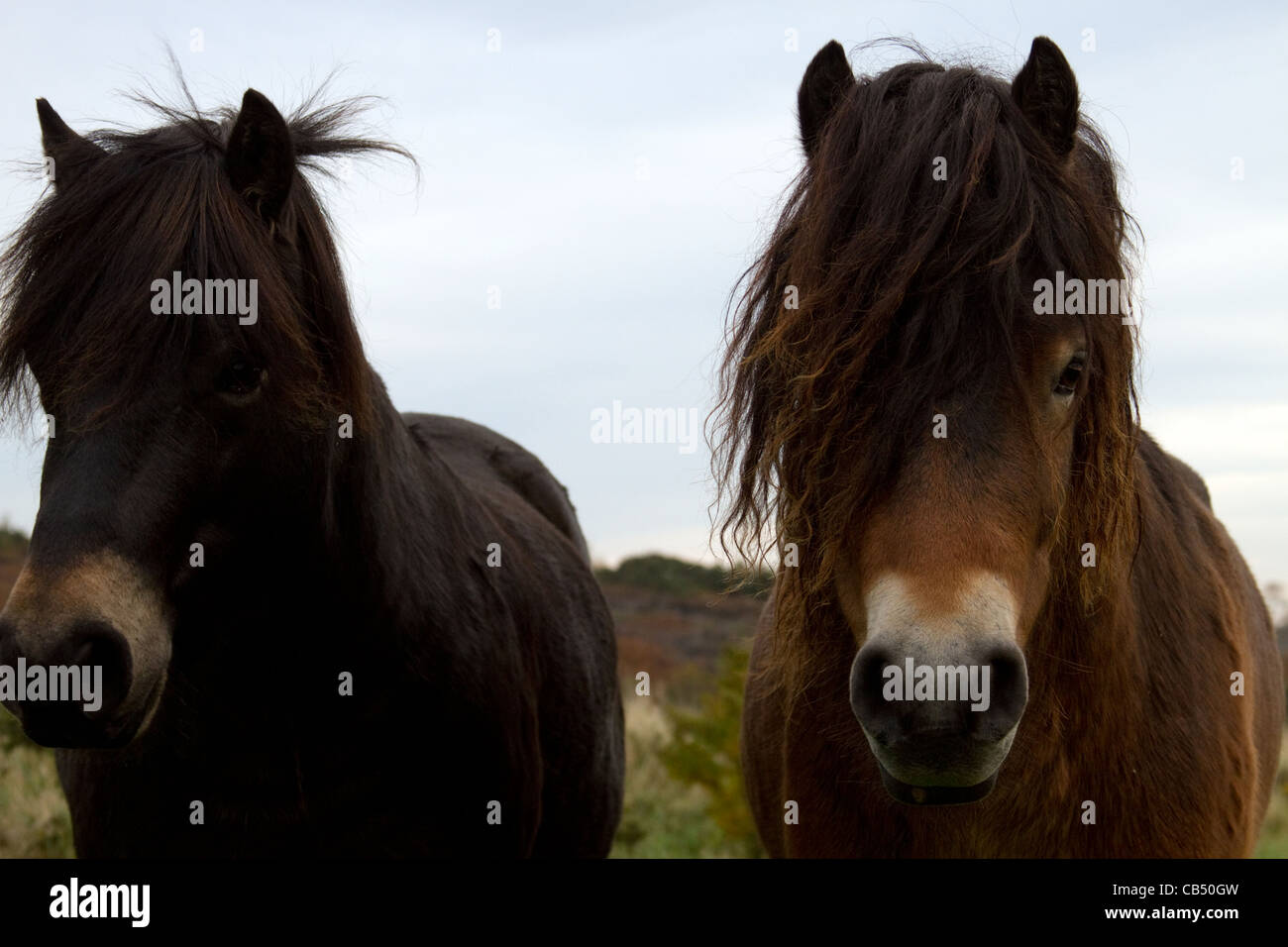 Poneys Exmoor sur Daisy Hill Nature Reserve Banque D'Images