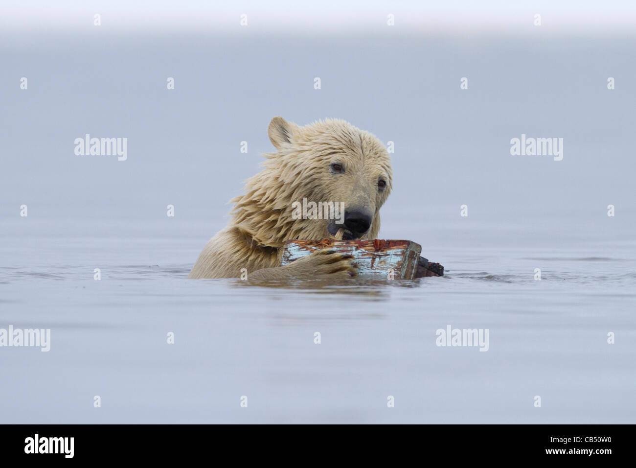 Ours Polaire Sur Une Plage Qui Cache Quelque Chose Bear cub just Banque de photographies et d'images à haute résolution - Alamy