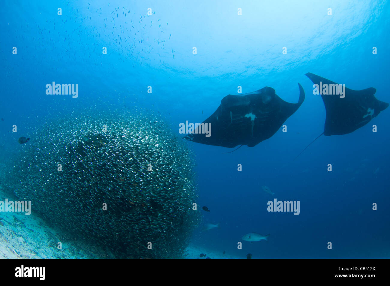 Deux raies manta, Manta birostris, passez au-dessus d'une station de nettoyage des poissons-appâts en couvert, Raja Ampat, Papouasie occidentale, en Indonésie, du Pacifique O Banque D'Images