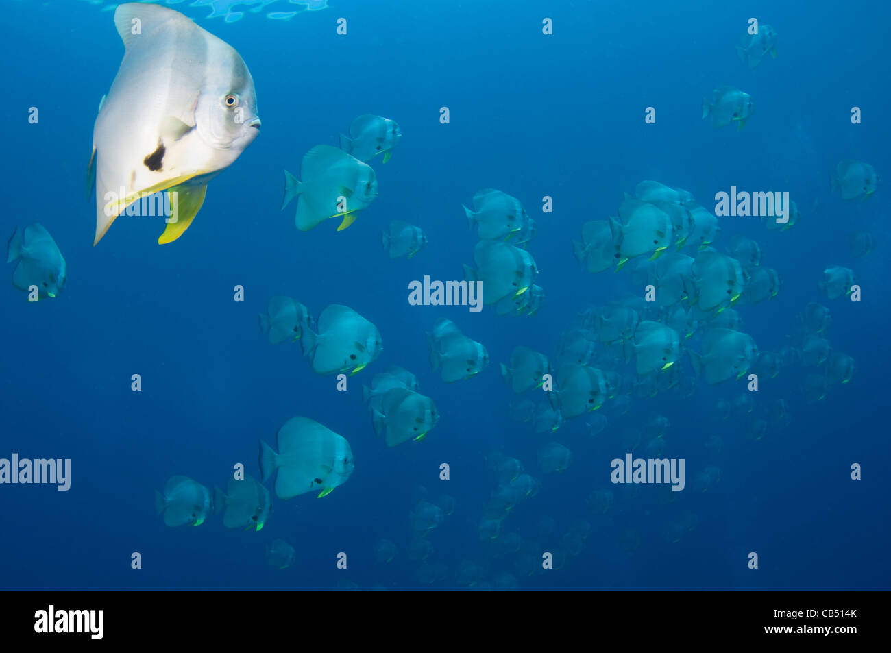 L'école petit spadefish ou platax teira, platax, Raja Ampat, Papouasie occidentale, en Indonésie, l'Océan Pacifique Banque D'Images