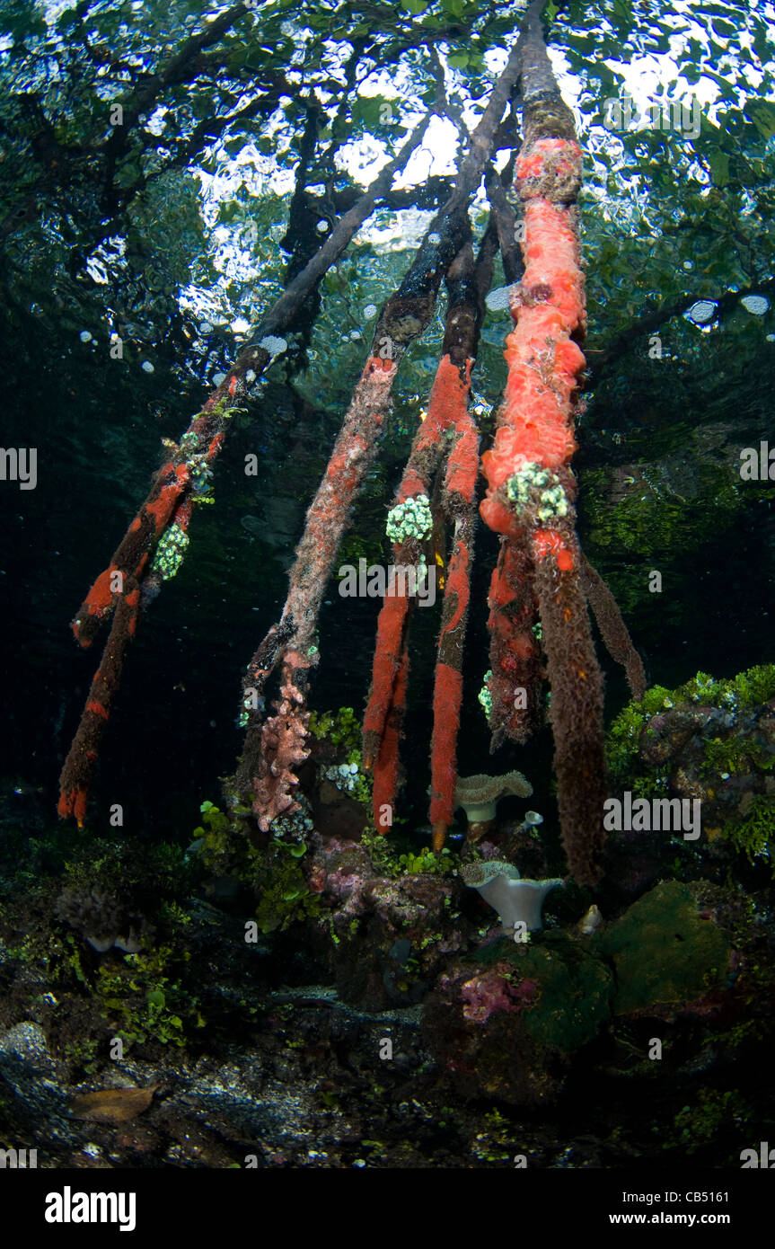 Les racines de mangrove, GAM, l'île de Raja Ampat, Papouasie occidentale, en Indonésie, l'Océan Pacifique Banque D'Images