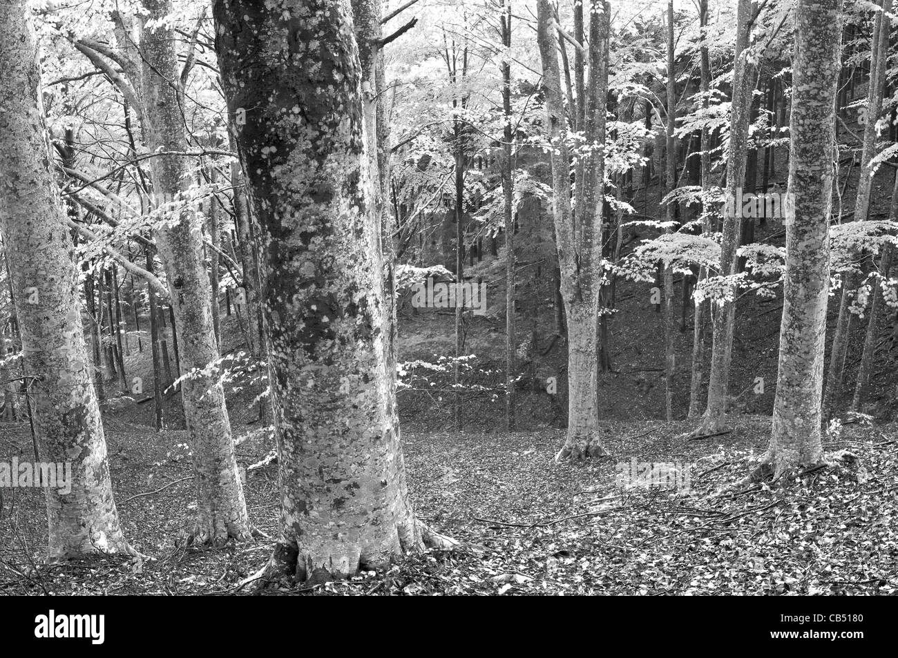 Foreste Casentinesi national park - Italie Banque D'Images