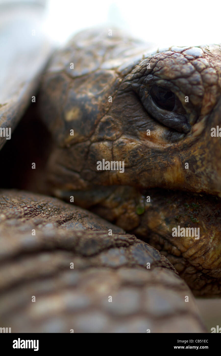 Nature de la faune des Galapagos eye close-up frais tortue à l'extérieur de la réserve de parc du soleil de l'environnement sun isolées en voie de disparition Banque D'Images