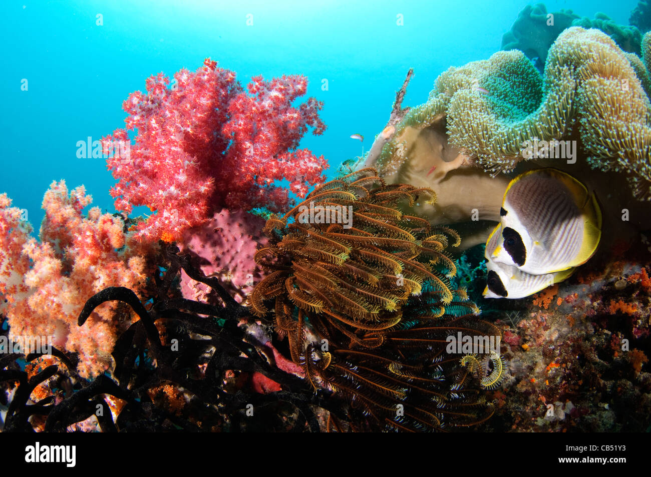 Coraux et poissons papillon panda, Dendronephthya sp. et Chaetodon adiergastos, Misool, Raja Ampat, Papouasie occidentale, en Indonésie, Pa Banque D'Images