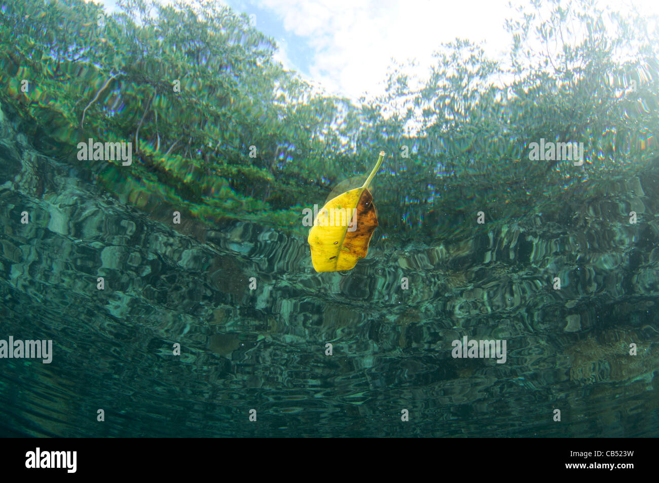 Une feuille de palétuvier flotte à la surface, Raja Ampat, Papouasie occidentale, en Indonésie, l'Océan Pacifique Banque D'Images