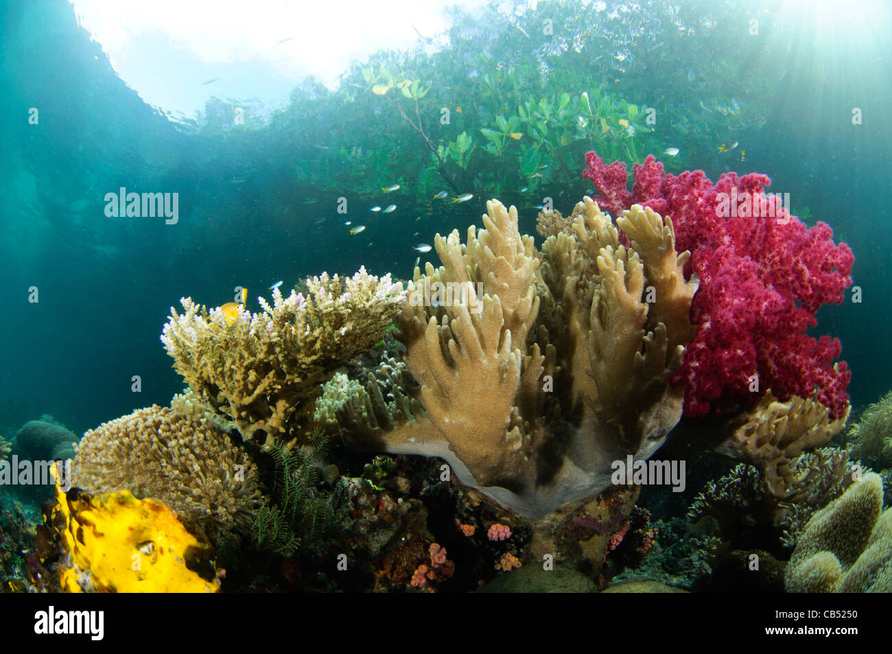 Une variété de coraux sous les palétuviers, Dendronephthya sp., Acropora sp., Lytophyton sp., et Raja Ampat, Papouasie occidentale, en Indonésie Banque D'Images