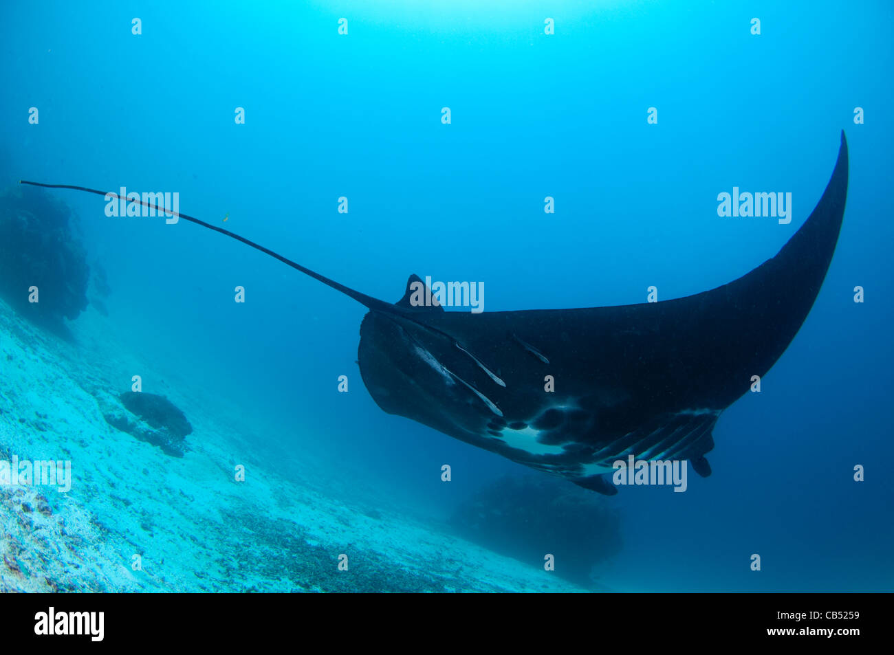 A black Manta Ray Manta, Manta birostris, Sandy, détroit de Dampier, Raja Ampat, Papouasie occidentale, en Indonésie, l'Océan Pacifique Banque D'Images