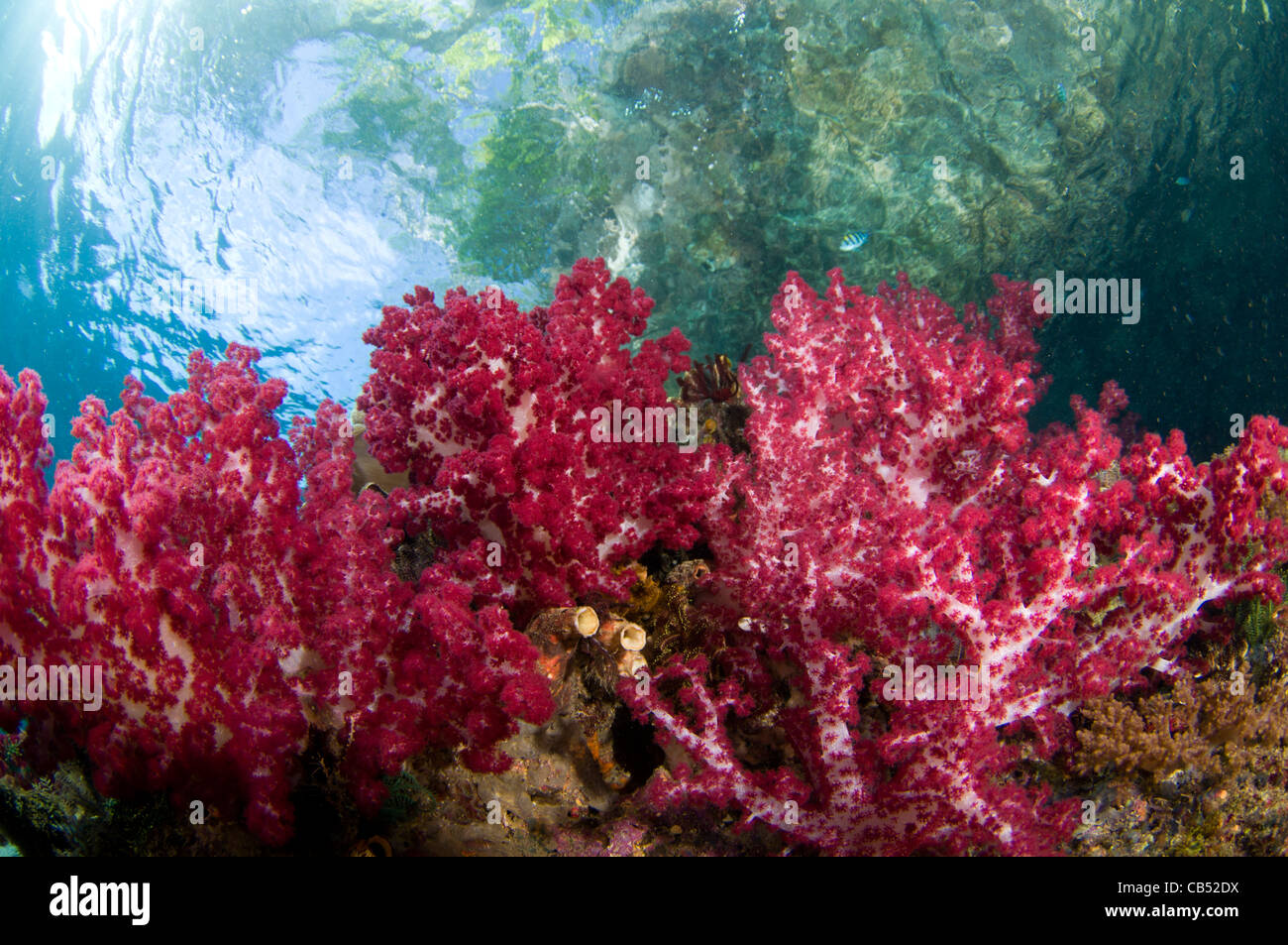 Coraux Mous, Dendronephthya sp., pousse dans les bas-fonds en vertu de la mangrove, Raja Ampat, Papouasie occidentale, en Indonésie, l'Océan Pacifique Banque D'Images