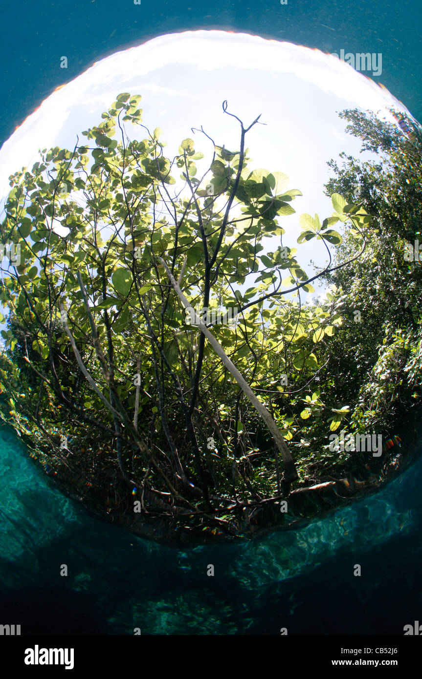 L'effet de fenêtre in Snells un fisheye sous la surface en photographiant un arbre, Raja Ampat, Papouasie occidentale, en Indonésie, du Pacifique Banque D'Images