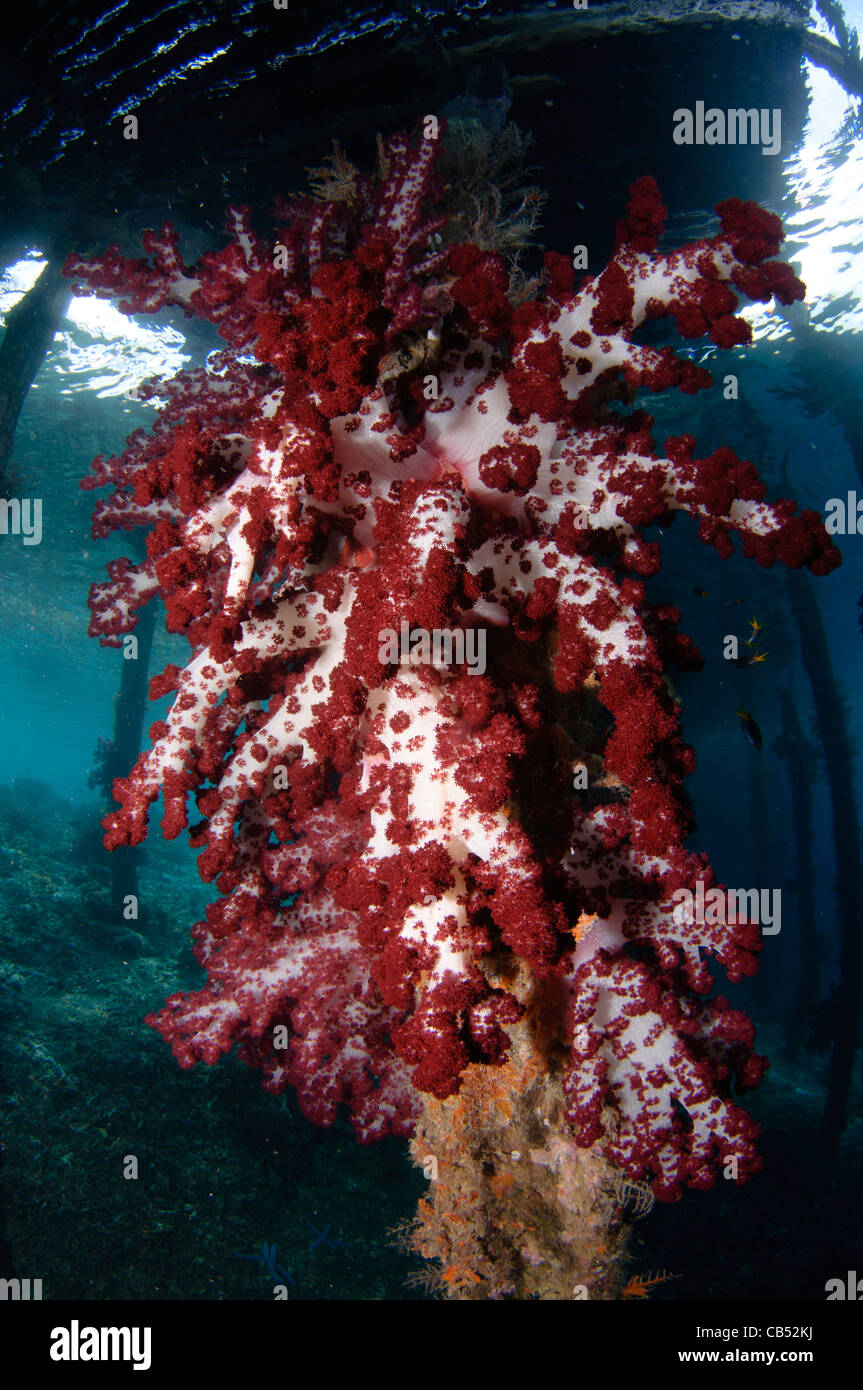 Coraux Mous, Dendronephthya sp., poussant sur les pieux d'une jetée, Arborek Dendronephthya sp., de l'Île, Raja Ampat, Papouasie Occidentale Banque D'Images