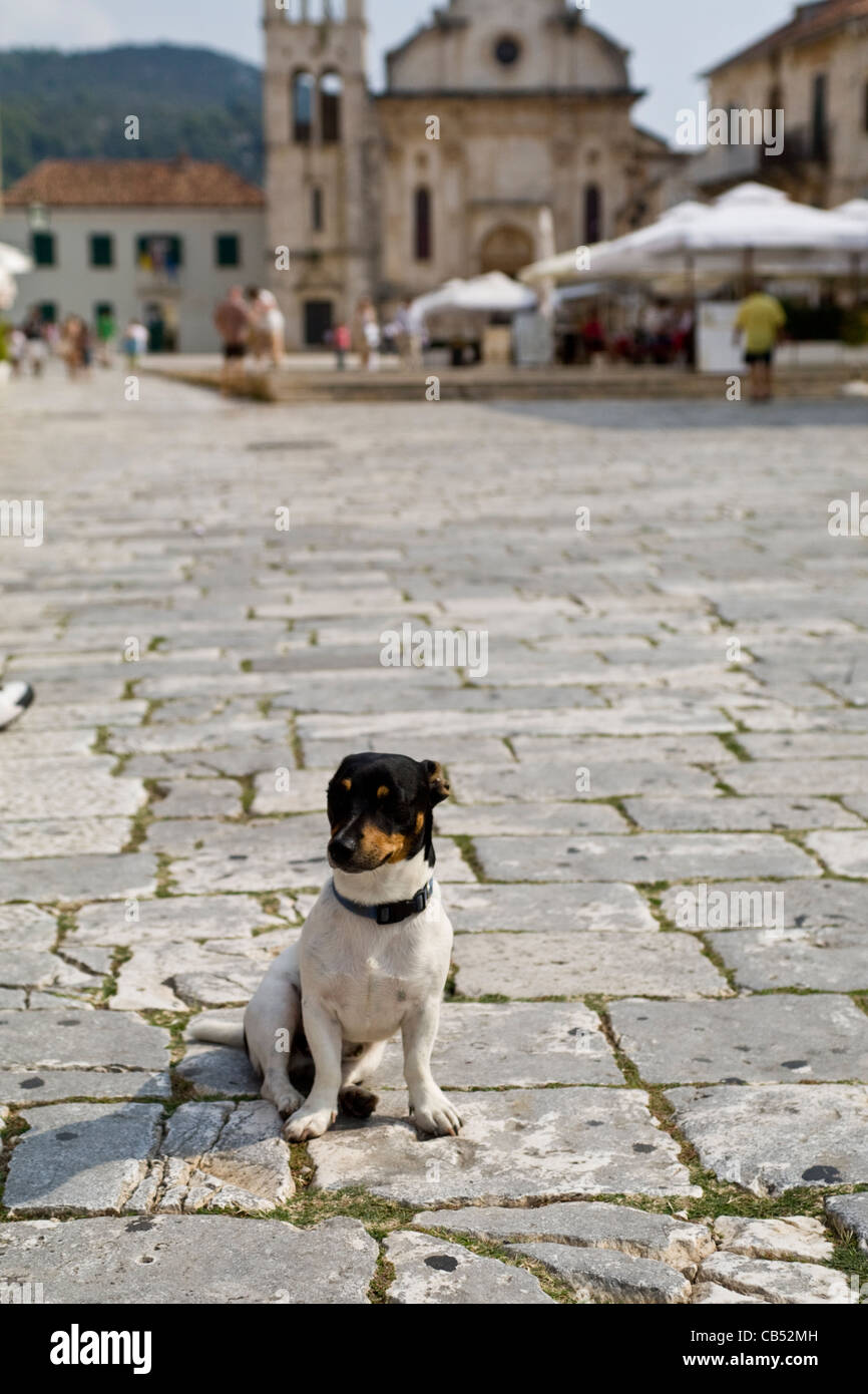 Petit chien dans Trg Sveti , ou St Stephens Square dans la ville de Hvar, Hvar, Croatie Banque D'Images