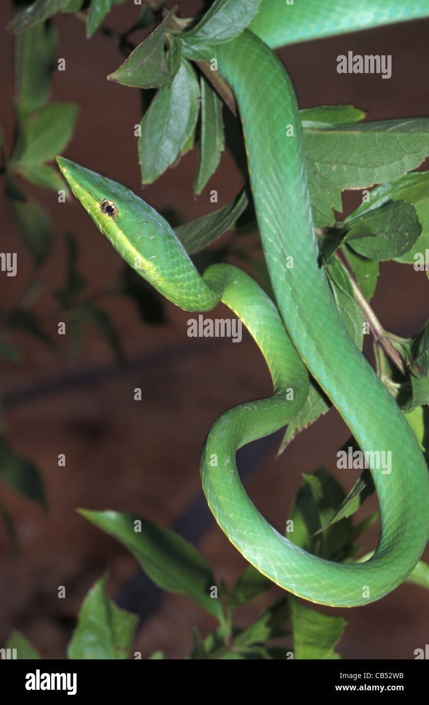 Oxybelis fulgidus, Serpent de vigne verte ou d'Amazonie, Venezuela Banque D'Images